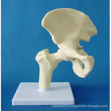 Human Hip Joint Skeleton Model Made in China (R020918)